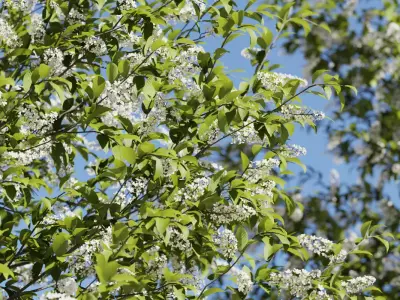 Tree Prunus Padus Bird Cherry Or Hackberry tree Free 3D model