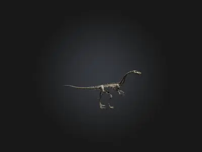 Realistic Diplodocus Skeleton Model Low-poly 3D model