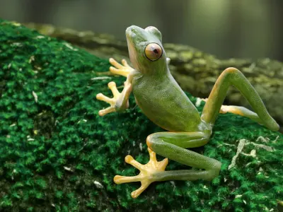 Realistic Tree Frog Rigged for Cinema 4D 3D model
