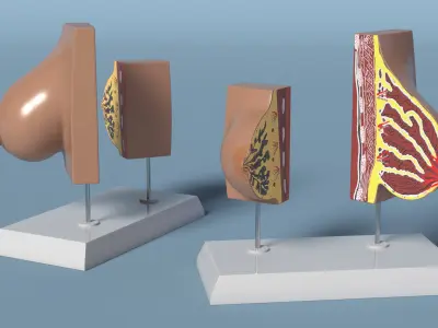 Dual Breast Structure Educational Display on Stand 3D model