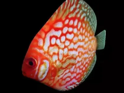 Disco fish Low-poly 3D model