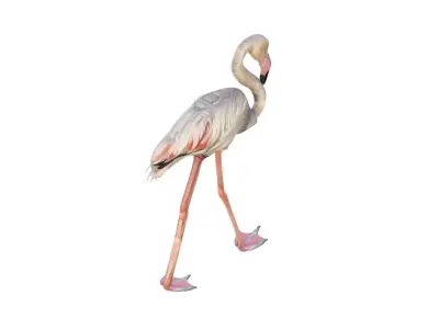 Flamingo 3D model get