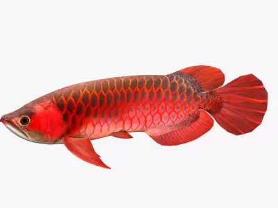3D Arowana fish Low-poly 3D model