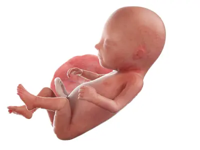 Fetus Week 14 Animated 3D model