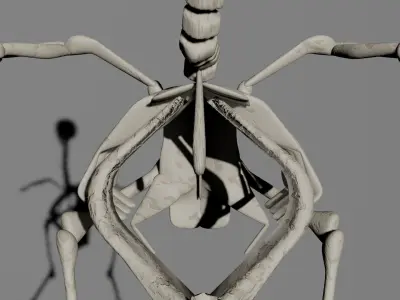 bird skeleton 3D model