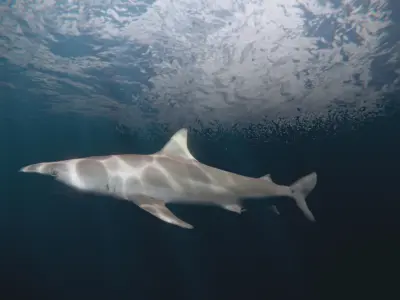 shark Free 3D model purchase