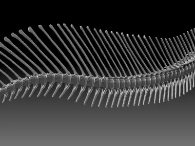 Dinosaur Spinosaurus 2020 version Tail Set Skeletons Sculpt 3D model