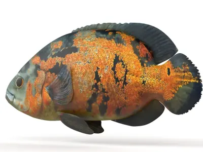Oscar Fish 3D model purchase