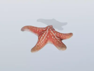 Starfish Low-poly 3D model buy