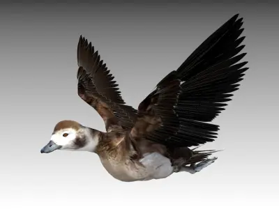 Long-tailed Duck Low-poly 3D model