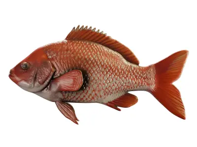 Red Snapper Fish  Mid Poly 3D Model for Render and Concept Use Low-poly 3D model