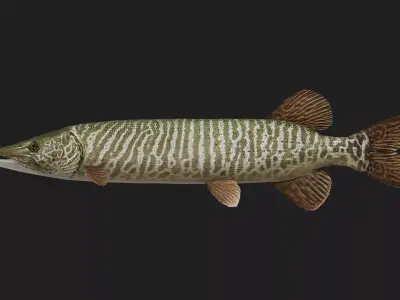 Pike fish Low-poly 3D model shop