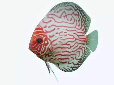 Discus Fish 6 3D model