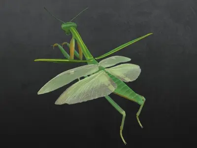 Praying Mantis 3D model