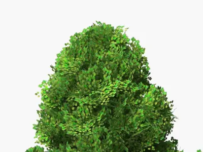 Realistic Lowpoly Tulip Tree 3D model