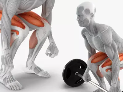 Male Muscular System Deadlift Anatomy 3D model purchase
