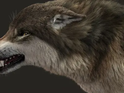 Wolf 3 RIG FUR 