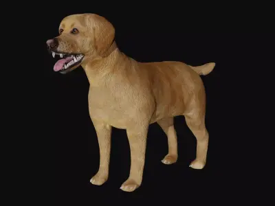 Labrador retriever Low-poly 3D model