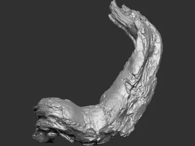 3d scan of tree trunk in highpoly 3D model from CGTrader