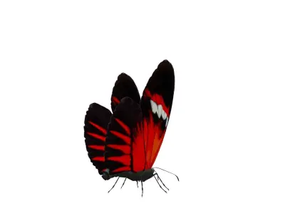 Butterfly Collection Pack 13-18 Low-poly 3D model
