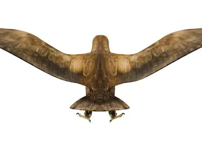 Eagle 3D model get