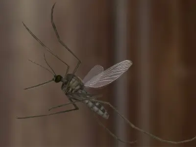 Mosquito Common House 3D model