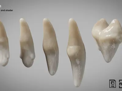 Dog teeth 5 pieces  PBR Low-poly 3D model