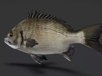 Seabream Animated 3D model purchase