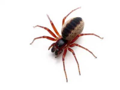 Detailed Spider Creature model pack Low-poly 3D model