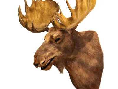 Elk Head 3D model