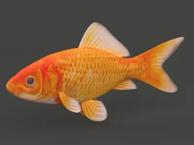 Gold Fish 3D model get