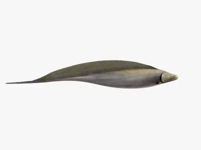 Aba Aba Fish 3D model