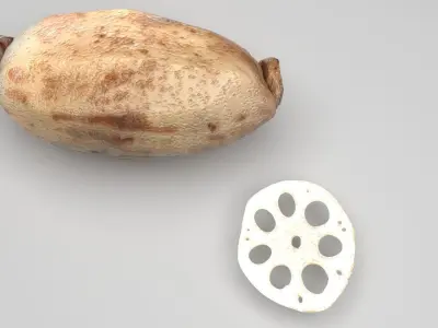 Lotus Root 3D model purchase