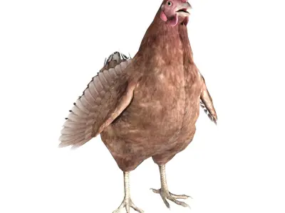 Chicken Rigged Low-poly 3D model