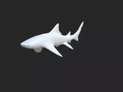 Smooth Leopard Shark model 3D model