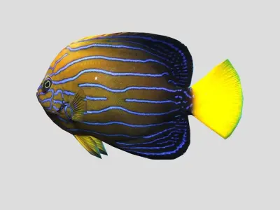 Blue-striped Angelfish Realistic Animated Low-poly 3D model