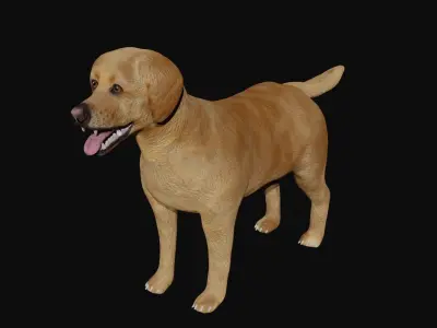 Labrador retriever Low-poly 3D model