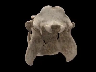 hippopotamus skull 3D model