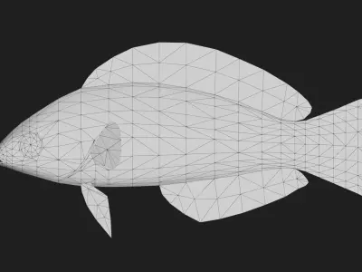 Wrasse Low-poly 3D model 8