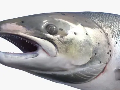  Atlantic Salmon For Blender 