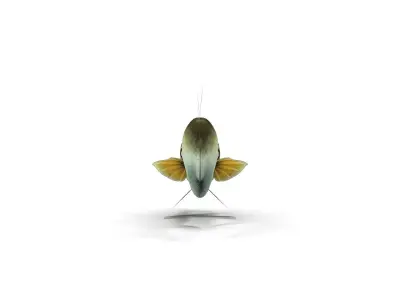 Zander bass fish Low-poly 3D model