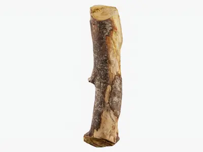 Scanned Tree Wood 06 3D model