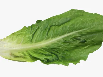  Romaine Lettuce Collection 