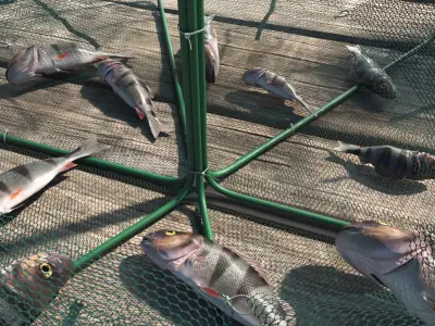 Automatic Pop-Up Fishing Trap and Captured Fish 3D model