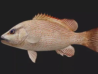 Snapper Low-poly 3D model 3