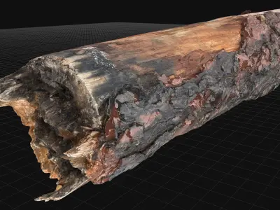 Real World Tree trunk wood 3d scan in highpoly 3D model