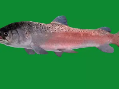 Huchen Danube Salmon Fish Free low-poly 3D model
