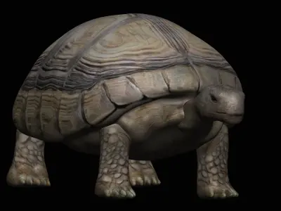 Tortoise Turtle Low-poly 3D model