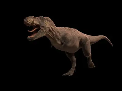 Tyrannosaurus rex 3D model 6