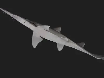 Shark Low-poly 3D model 38